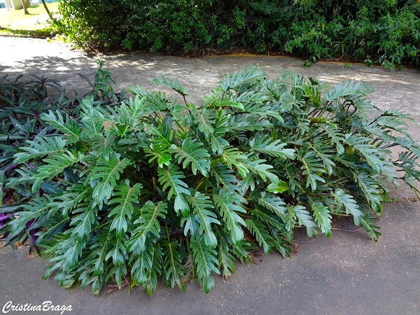 Planta Xanadu (Foto: Reprodução)