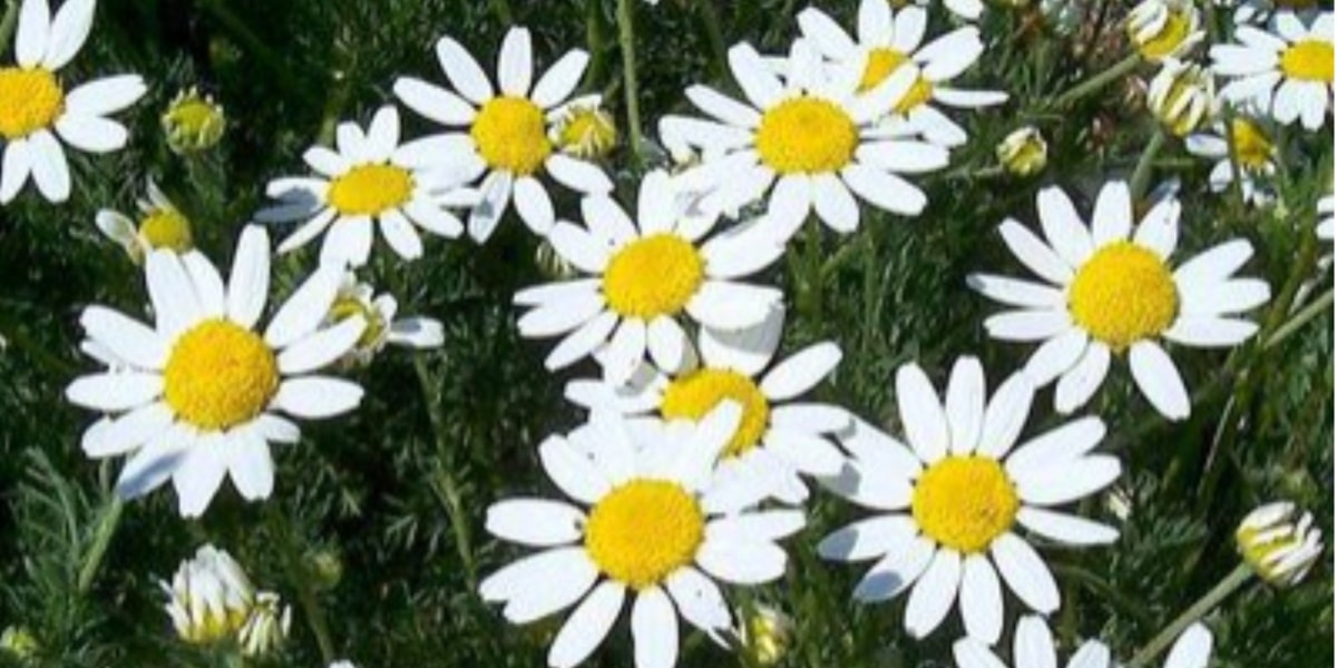 Flores e folhas de camomila atraem prosperidade financeira (Foto: Reprodução/ GettyImages)