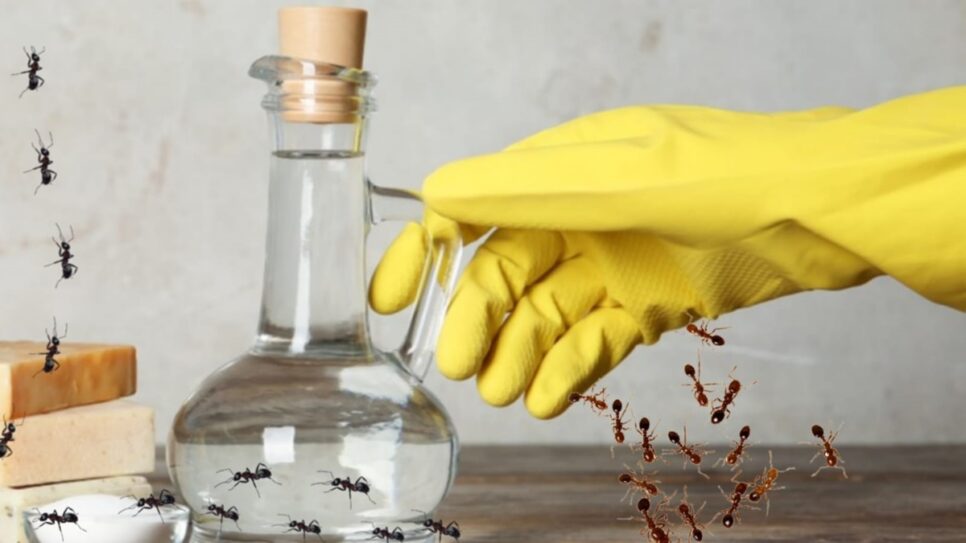 Formigas em casa? Vinagre branco é a solução (Foto: Reprodução/ FreePik/ Montagem)
