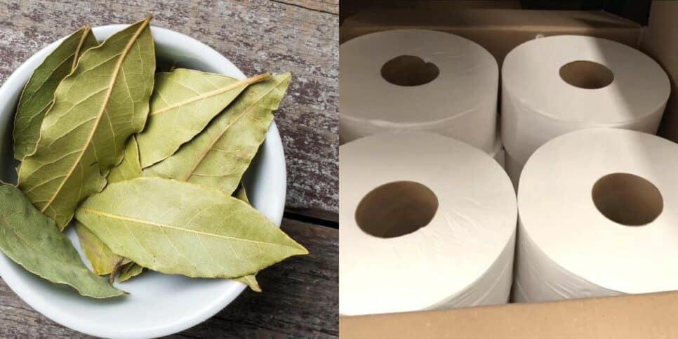 Louro e Papel Higiênico (Reprodução/Internet)