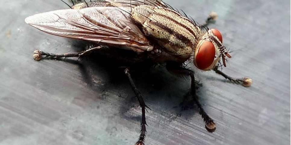 Se livre de moscas e baratas (Imagem: Reprodução)