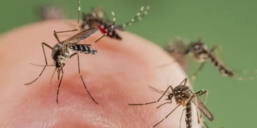 Se livre de vez dos mosquitos (Foto: Reprodução)