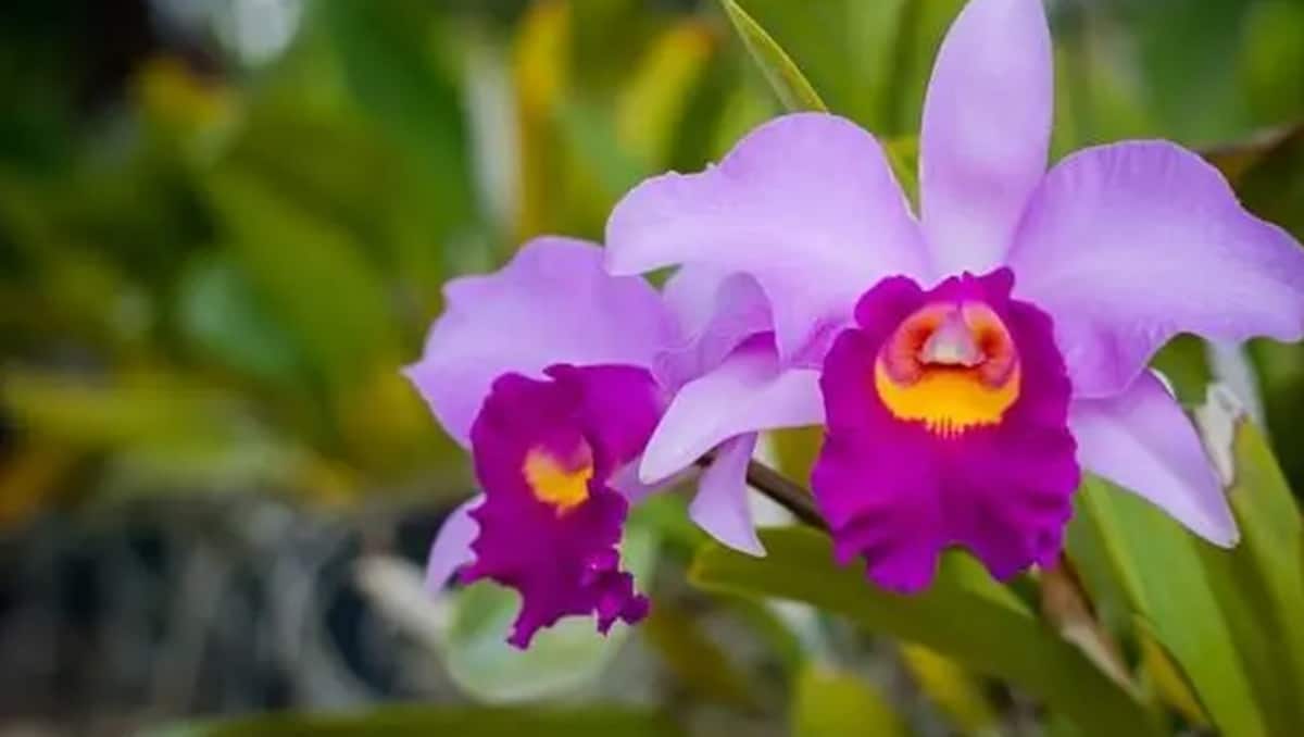 Saiba onde colocar orquídeas em casa para atrair sucesso financeiro (Foto: Reprodução/ GettyImages)