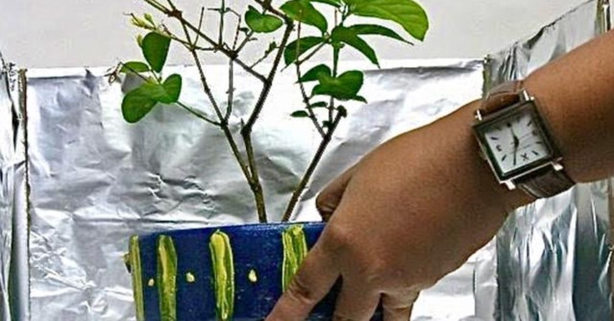 Envolver o vaso da planta com papel alumínio vai dar saúde (Foto: Reprodução/ Internet)