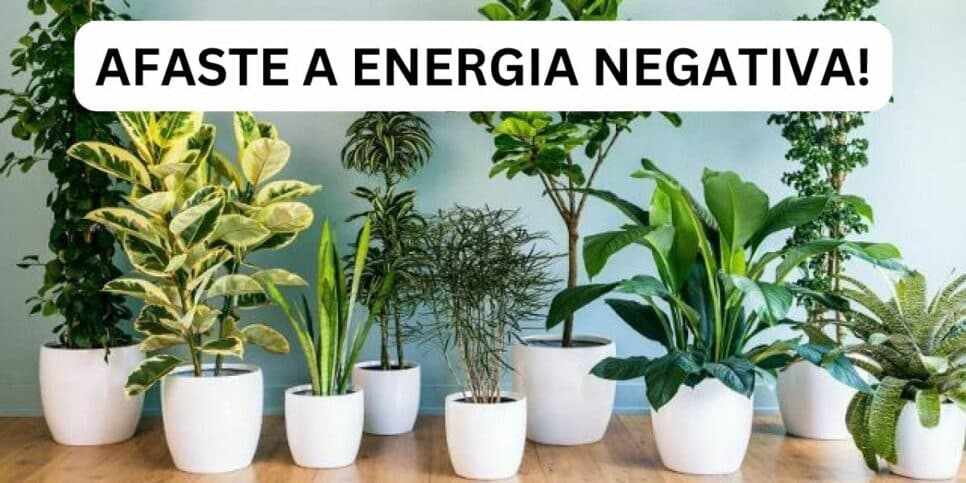 Plantas em casa. Foto: Reprodução/Viva Decora