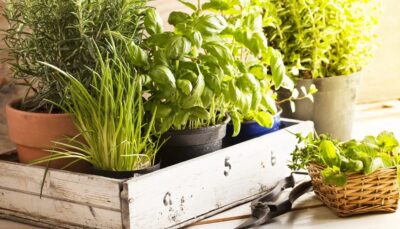 Imagem do post A razão que usar JORNAL no jardim virou febre no cuidado das plantas