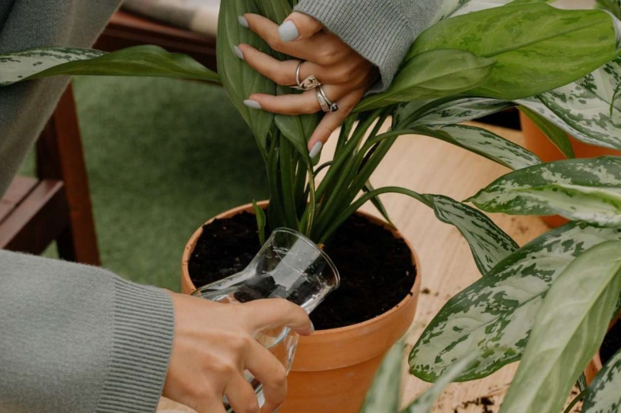 Suas plantas estão morrendo? Molhe elas com essa mistura (Foto: Reprodução/Internet)