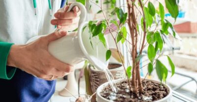 Mistura pode ajudar no crescimento e na saúde das plantas (Foto: Reprodução/ FreePik)