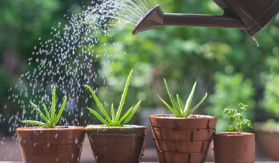 Veja como cuidar das suas plantas da forma adequada (Foto: Reprodução/ Internet)
