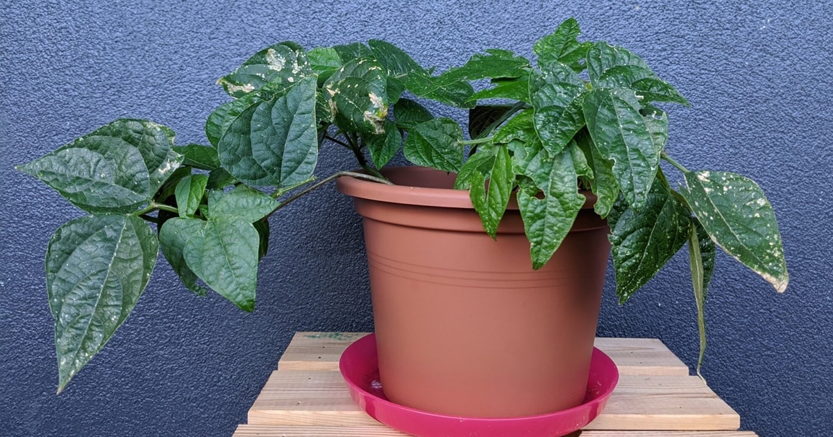 Vaco de barro com planta de feijão que traz só coisas boas para sua casa (Foto: Reprodução/ Internet)