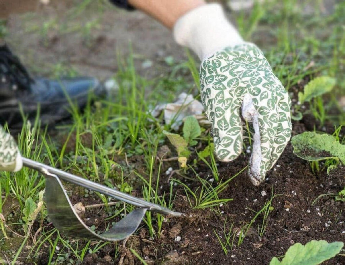 Saiba como cuidar das suas plantas (Foto: Reprodução)