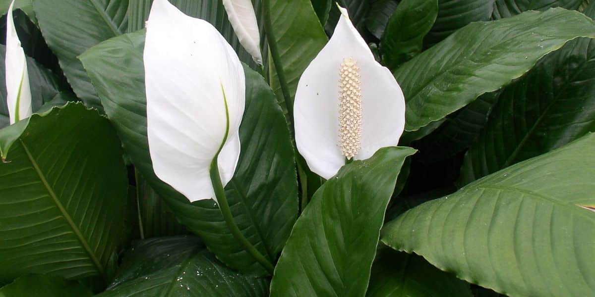 Lírio da paz, planta que ajuda a refrescar sua residência no verão (Imagem Reprodução Canva)