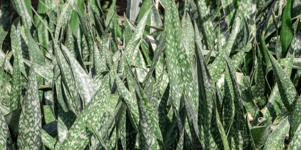 Espada de São Jorge, planta que ajuda a refrescar sua casa (Imagem Reprodução Canva)