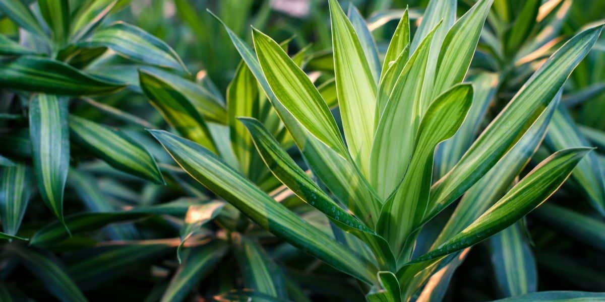 Dracena, planta que ajuda a refrescar sua casa (Imagem Reprodução Canva)