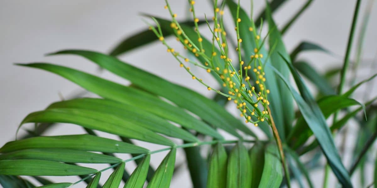 Palmeira Bambu, planta que ajuda a refrescar sua residência no verão (Imagem Reprodução Canva)