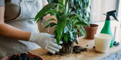 Imagem do post Segredo: se você adicionar isso nos cuidados com as suas plantas elas crescerão DRASTICAMENTE