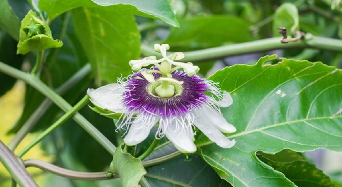 Não use chá de passiflora por conta própria! Consulte seu médico (Foto: Reprodução/ FreePik)