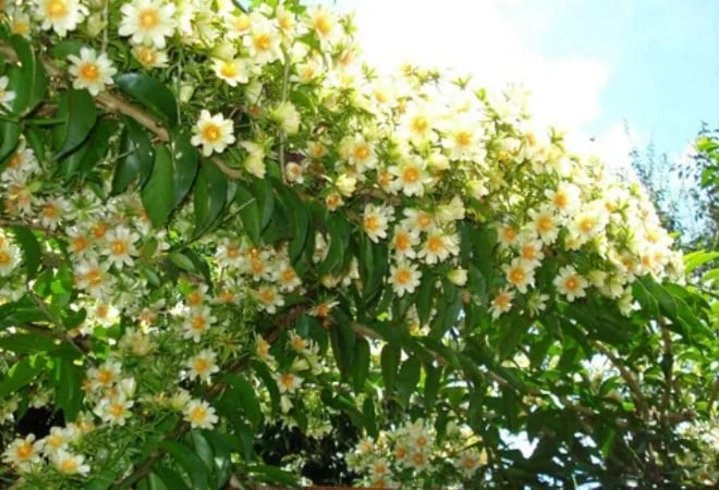 Conheça os verdadeiros benefícios dessa planta fantástica para o organismo (Foto: Reprodução)