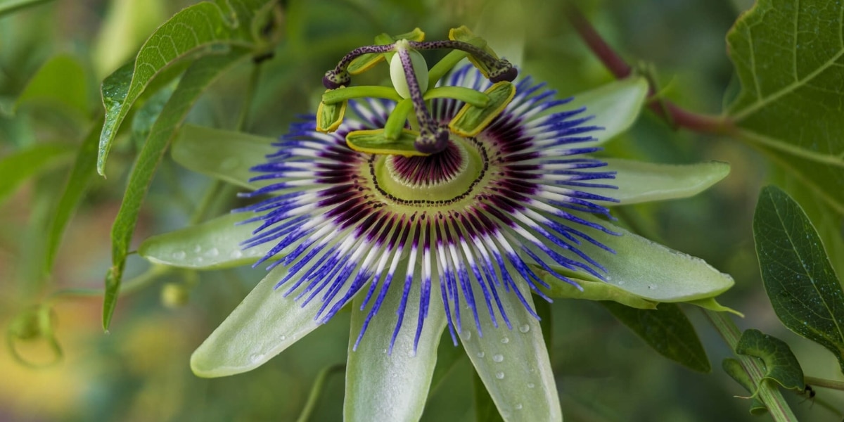 Passiflora Incarnata L (Foto: Reprodução/Internet) 