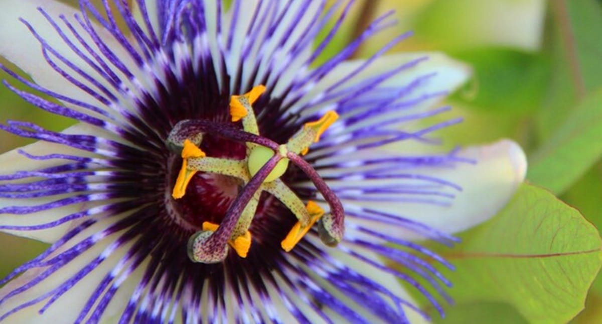 São 500 espécies de passiflora, mas só use o chá seco se for de indicação médica (Foto: Reprodução/ FreePik)