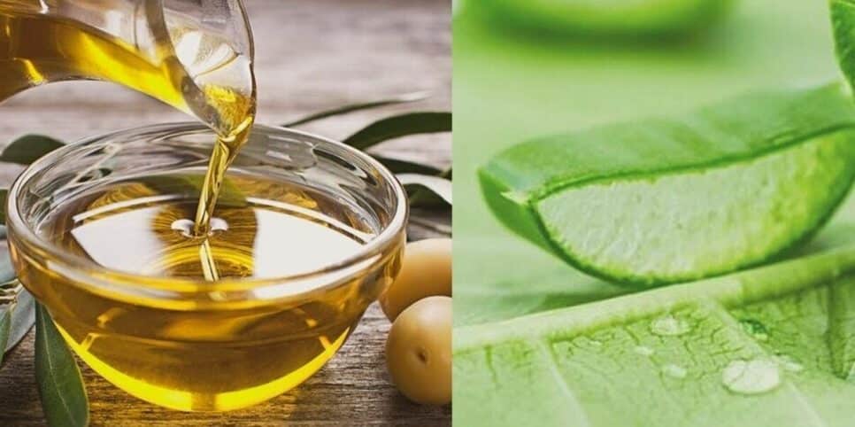 Azeite e Aloe Vera (Imagem: Montagem)