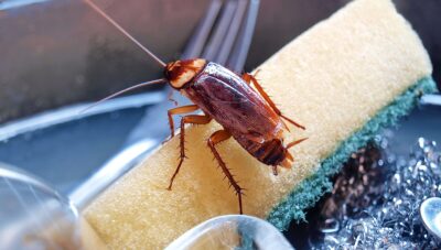 Imagem do post MORADORAS INDESEJADAS: Acabe com o mal das BARATAS na sua cozinha com apenas 2 INGREDIENTES caseiros