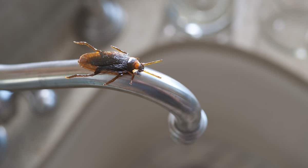 Chega de barata na cozinha: mistura caseira de 2 ingredientes faz milagre contra insetos (Foto: Reprodução/ FreePik)