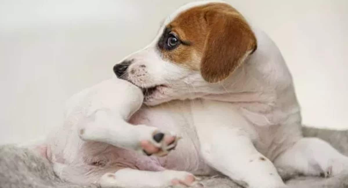 Crie você mesmo o talco antipulgas para seus pets; veja receita (Foto: Reprodução/ Shutterstock)