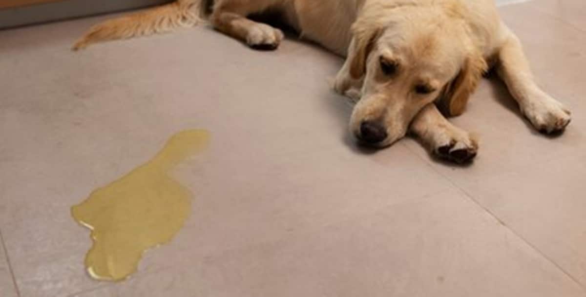 Cachorro fez xixi em casa? Veja misturinha caseira para acabar com o problema (Foto: Reprodução/ FreePik)