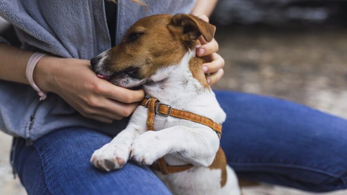 Crie você mesmo o talco antipulgas para seus pets; veja receita (Foto: Reprodução/ Shutterstock)