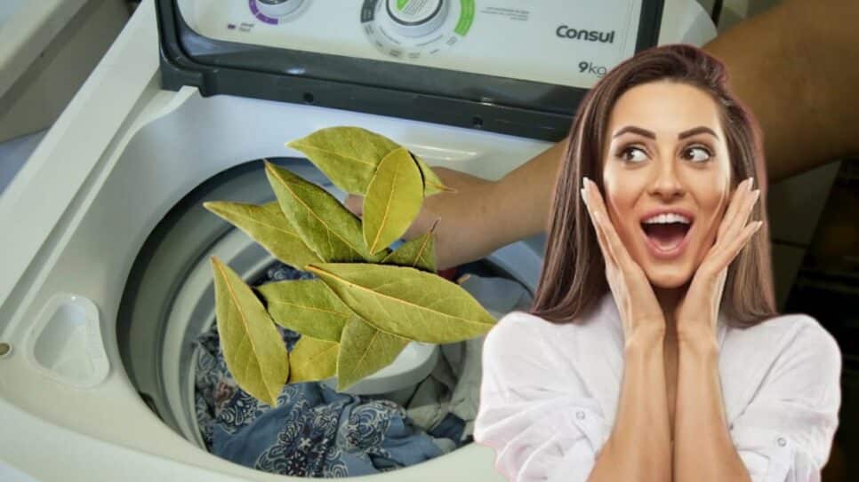 Folhas de louro na máquina de lavar? Conheça truque da vovó no artigo (Fotos: Reprodução/ Internet/ FreePik/ Montagem)