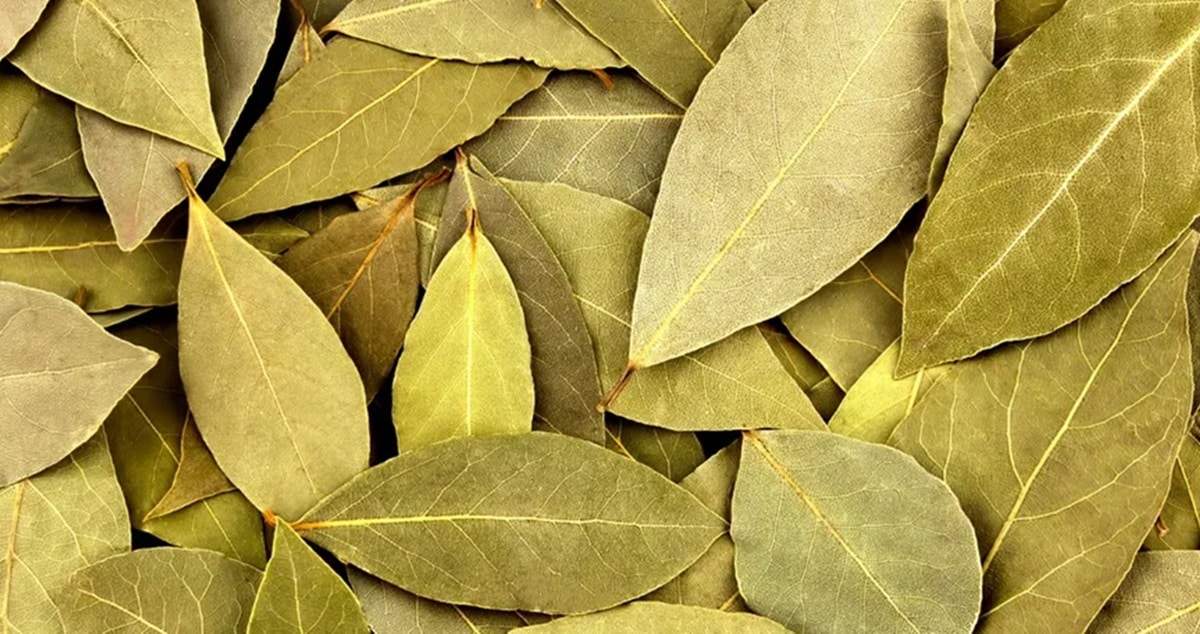 Louro é considerado tempero e amanciante natural eficaz aos tecidos (Foto: Reprodução/ Internet/ FreePik)