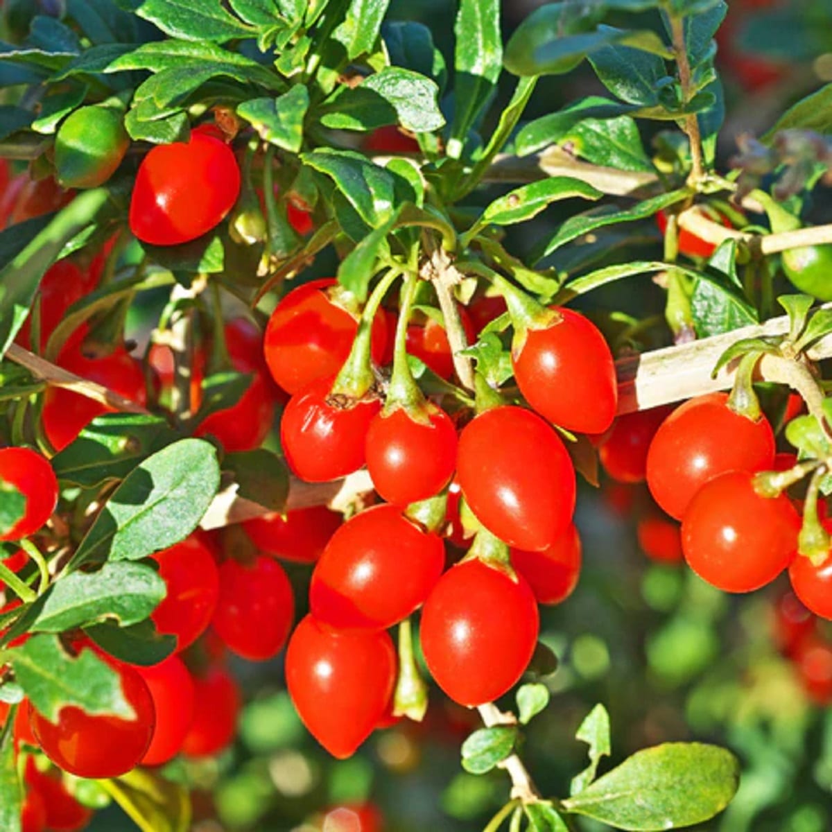 Goji Berries (Foto: Divulgação)