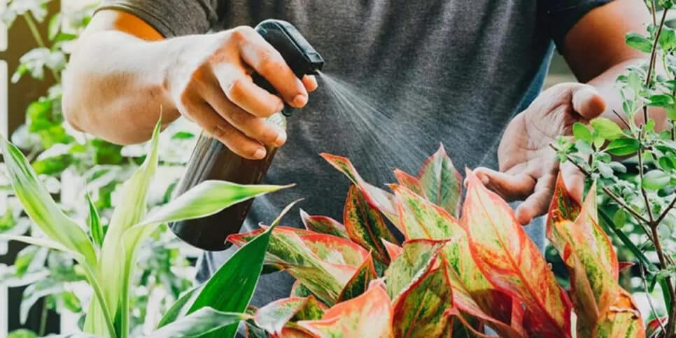 Vinagre: veja como esse ingrediente pode ajudar as suas plantas (Foto: Reprodução/Internet)