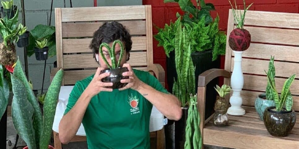 Plantas energias ambiente Espada-de-São-Jorge (Foto: Reprodução/ Vila Nina TV)