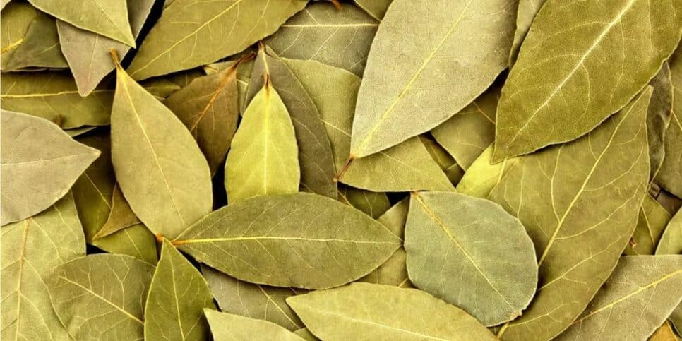 folhas de louro (Reprodução/Internet)