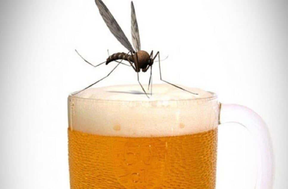 Picado Mosquito atraído por cerveja (Foto: Reprodução)
