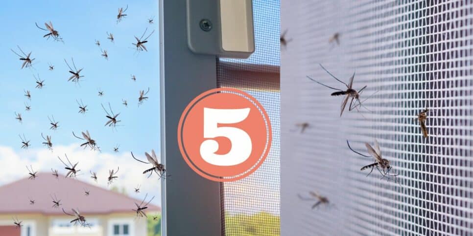 Mosquitos em casa (Foto: Reprodução / Canva)