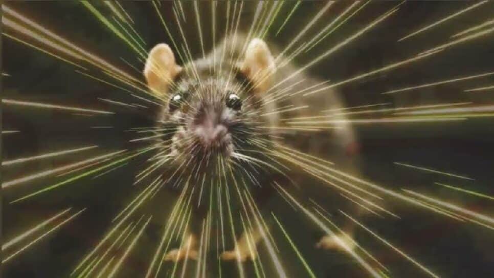 Camundongos residência Roedores Aromas que espantam ratos (Foto: Reprodução/ Youtube)