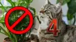 4 plantas proibidas em casa que tenha gatos; veja lista (Foto: Reprodução/ FreePik/ Montagem)