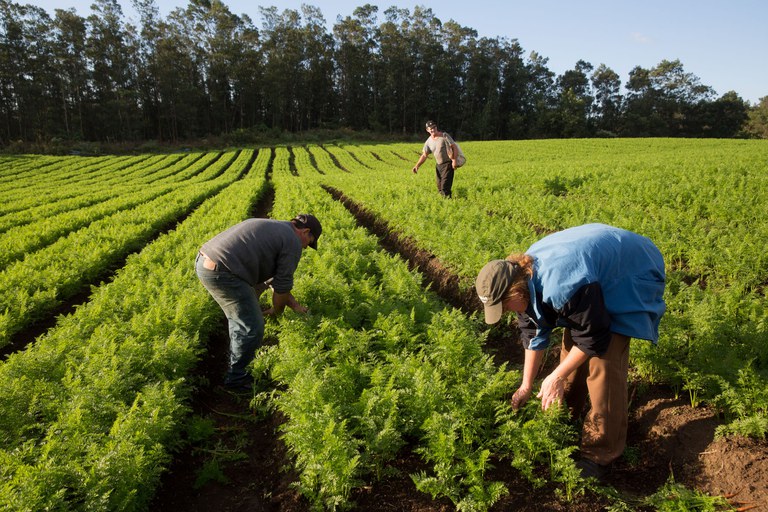 agricultores (Reprodução/Internet)