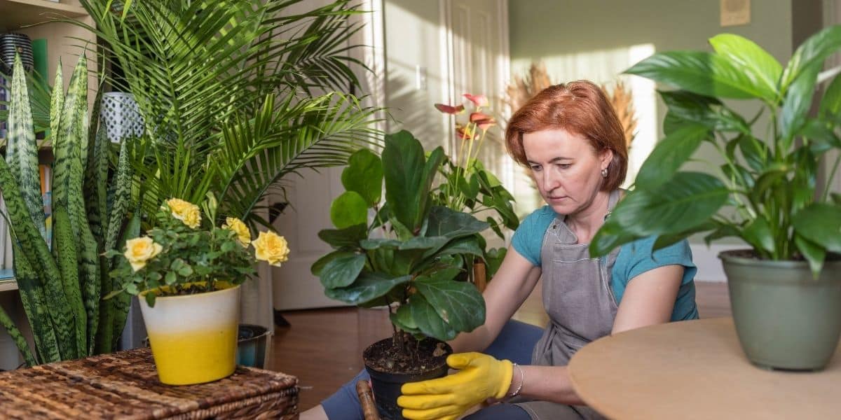 Plantas que atraem mais felicidade para sua vida segundo o Feng Shui (Imagem Reprodução Canva)