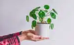 Pilea peperomioides (Foto: iStock)