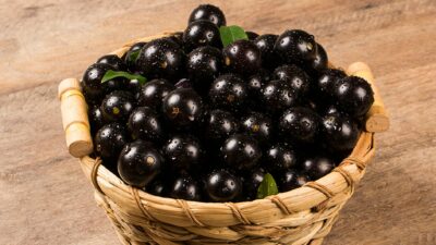 Descubra quais são os benefícios da jabuticaba para a saúde Foto: Reprodução