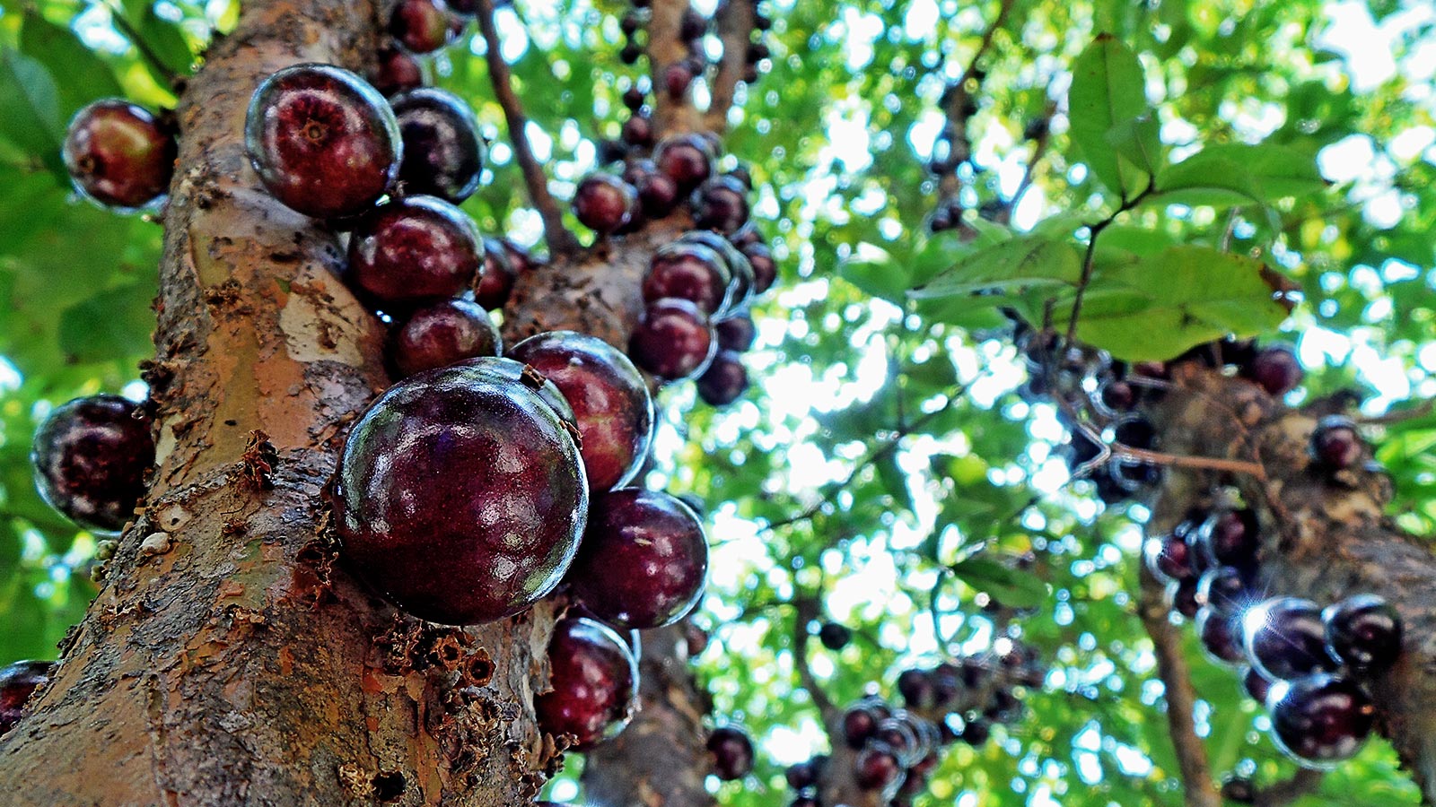 Descubra quais são os benefícios da jabuticaba para a saúde
