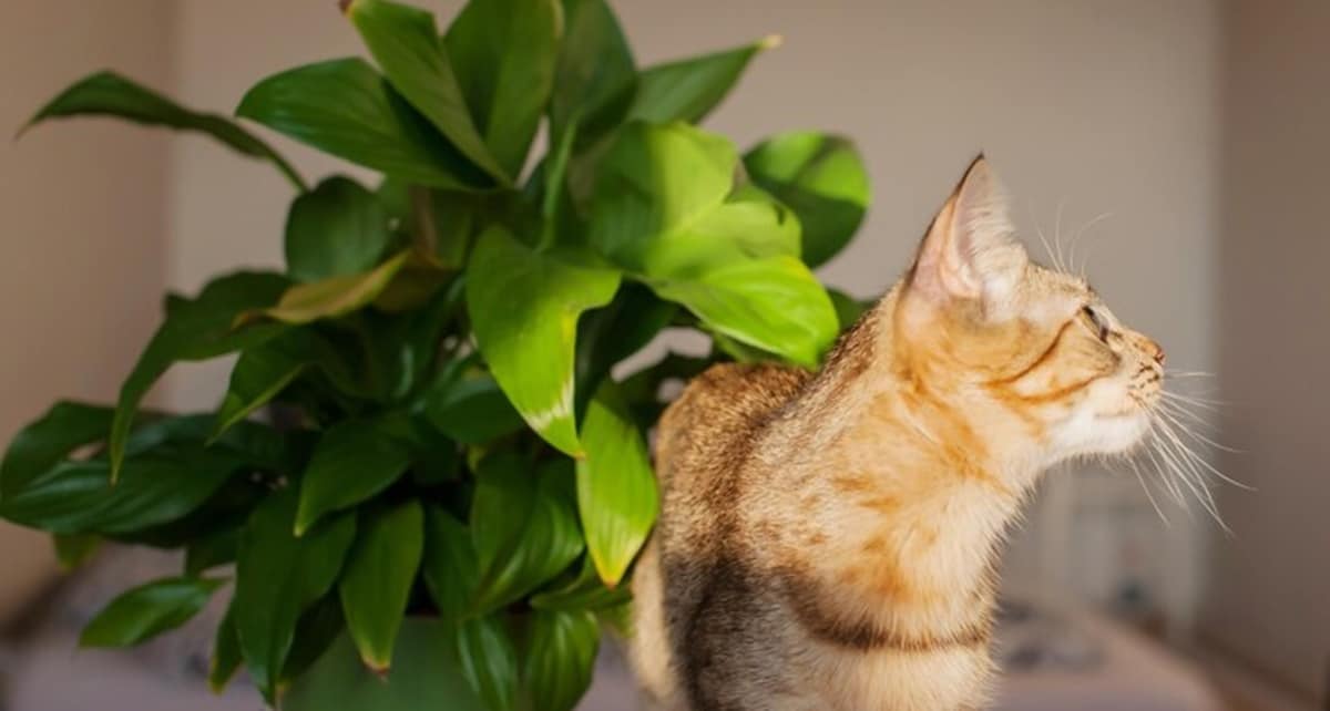 4 plantas proibidas em casa que tenha gatos; veja lista (Foto: Reprodução/ FreePik)