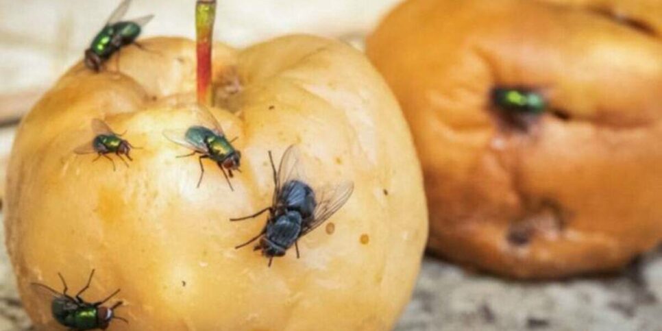 Se livre de vez das moscas da fruta (Imagem: Reprodução)