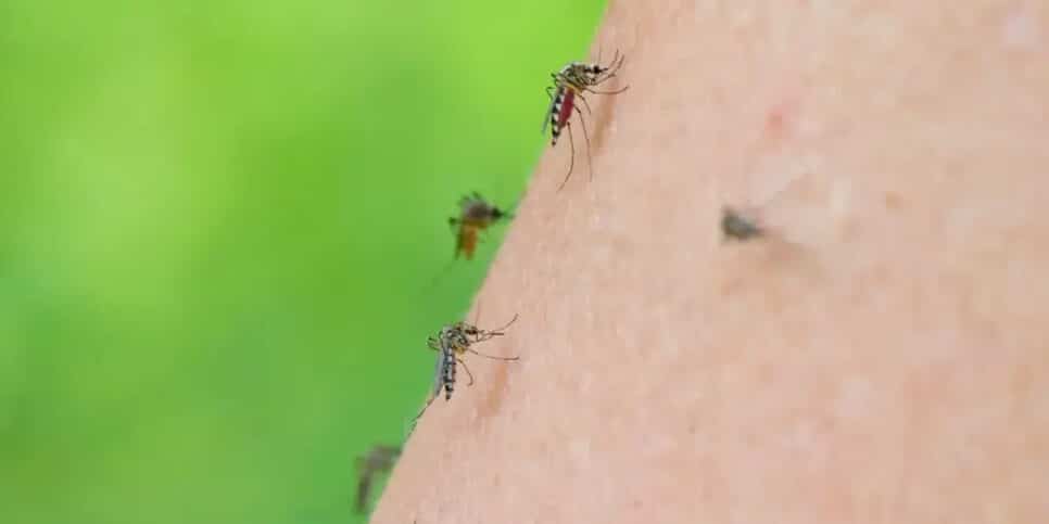 Táticas para se livrar dos mosquitos em sua casa (Foto: Reprodução)