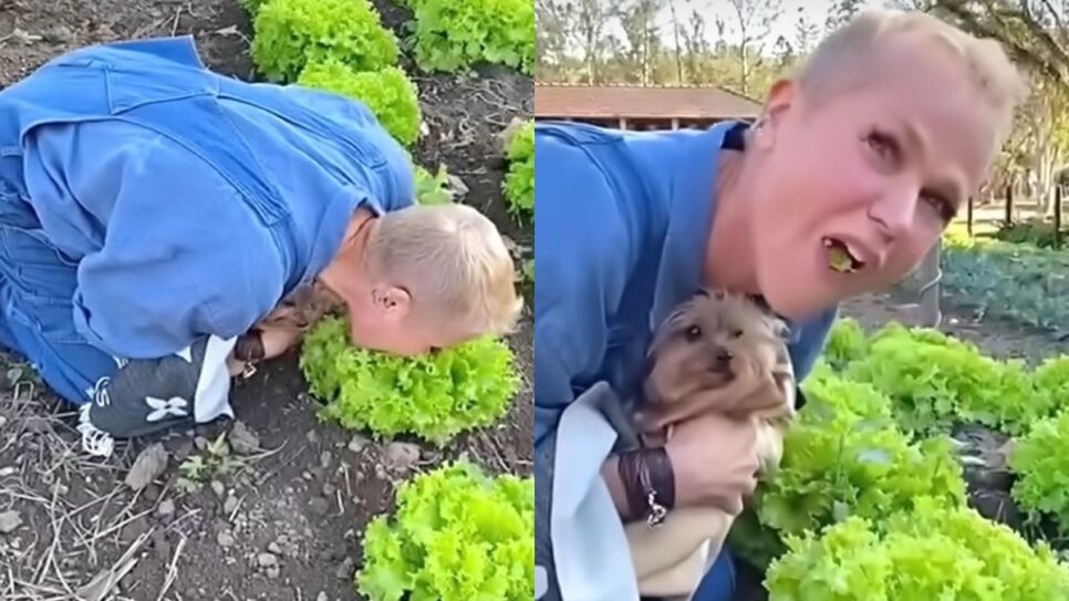 Vegetais lavar água Mulher comendo alface direto do pé (Foto: Reprodução/ Redes Sociais)