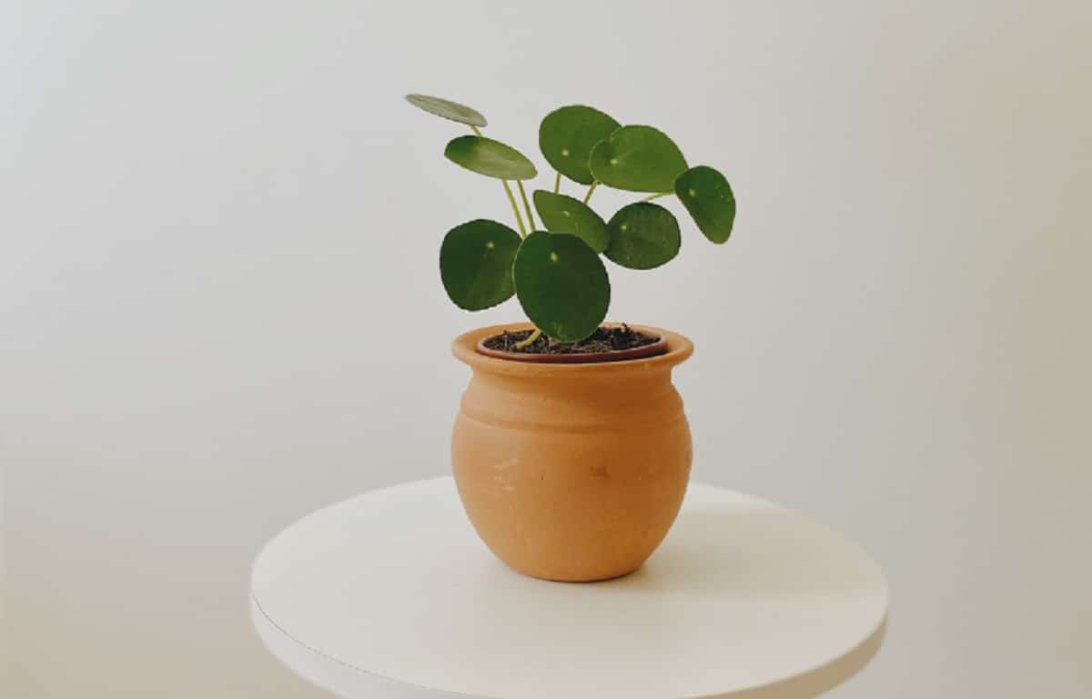 Pilea (Foto de Matheus Kohler na Unsplash)